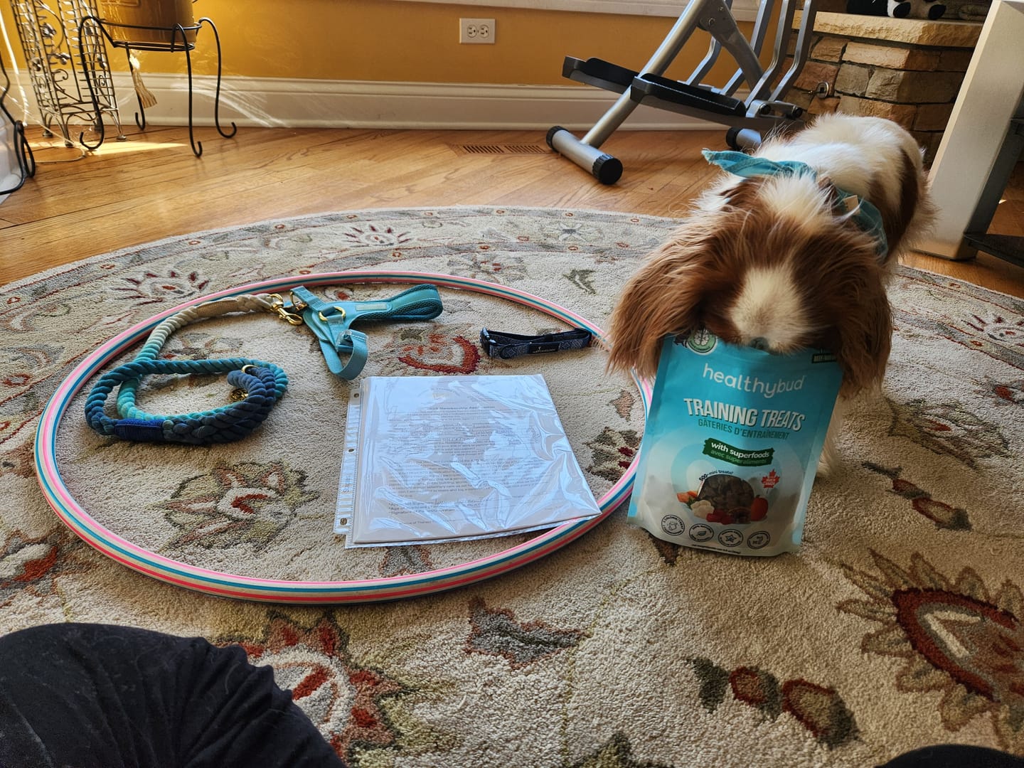 Customer photo review of Beef Mini Training Treats
