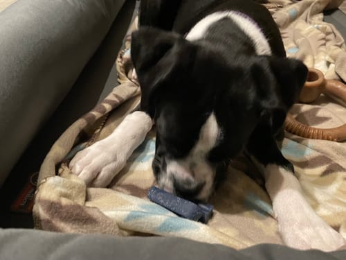 Customer photo review of Blueberry Yak Chews