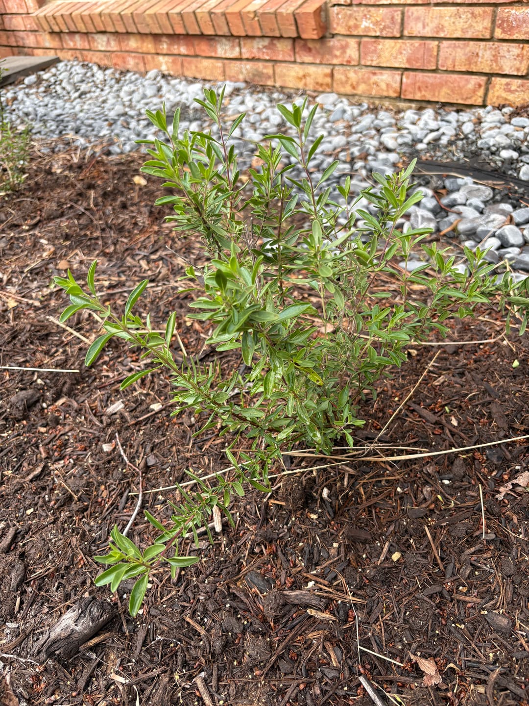 Customer photo review of Autumn Sage 'Pink' 2 Gallon