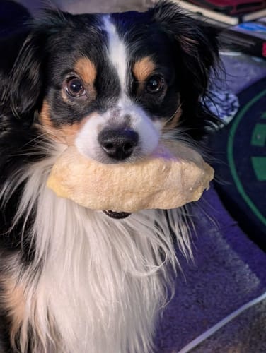 Customer photo review of Blueberry Yak Chews