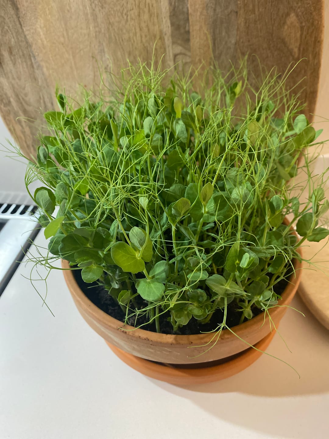 Customer photo review of Natural Compost - Organic and Peat Free - 50L Bag