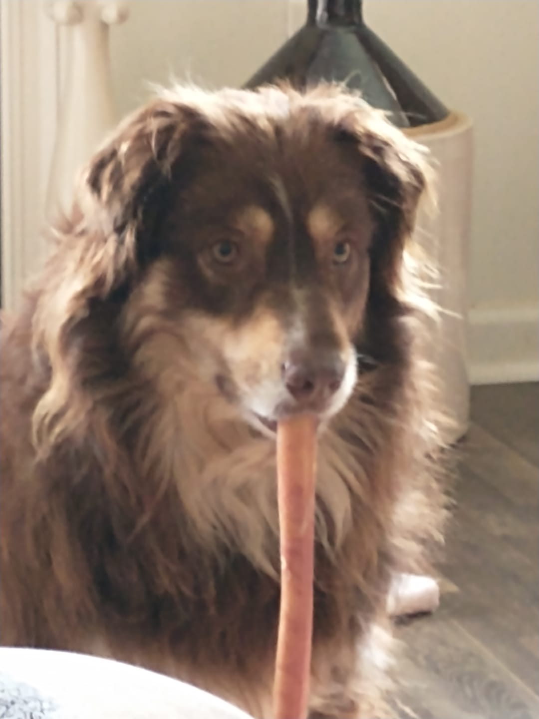 Customer photo review of 12 Inch Extra Thick Bully Sticks