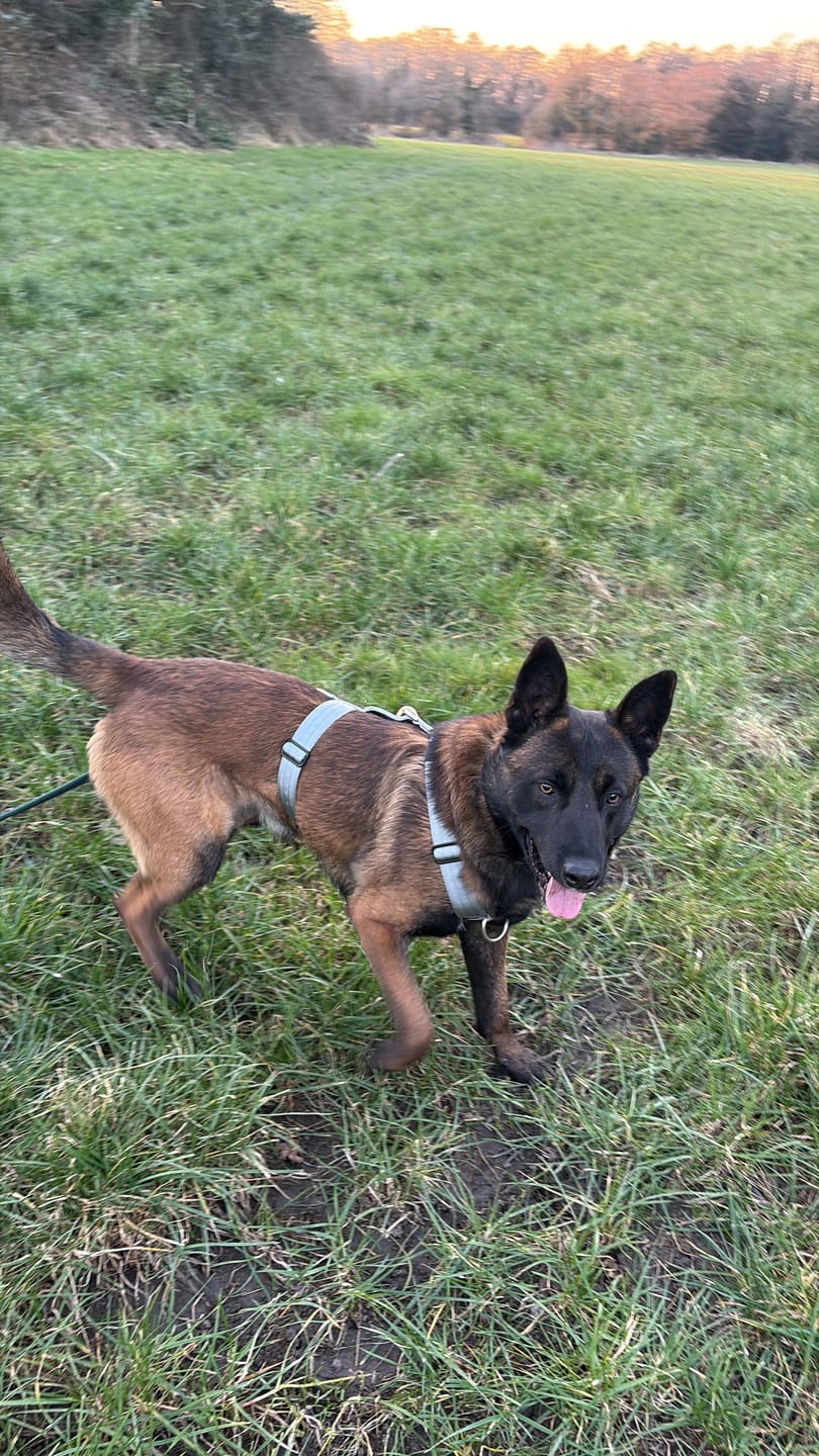 Customer photo review of Training Anti Pull TRI-Harness® | M-XL Breeds - Metal Grey