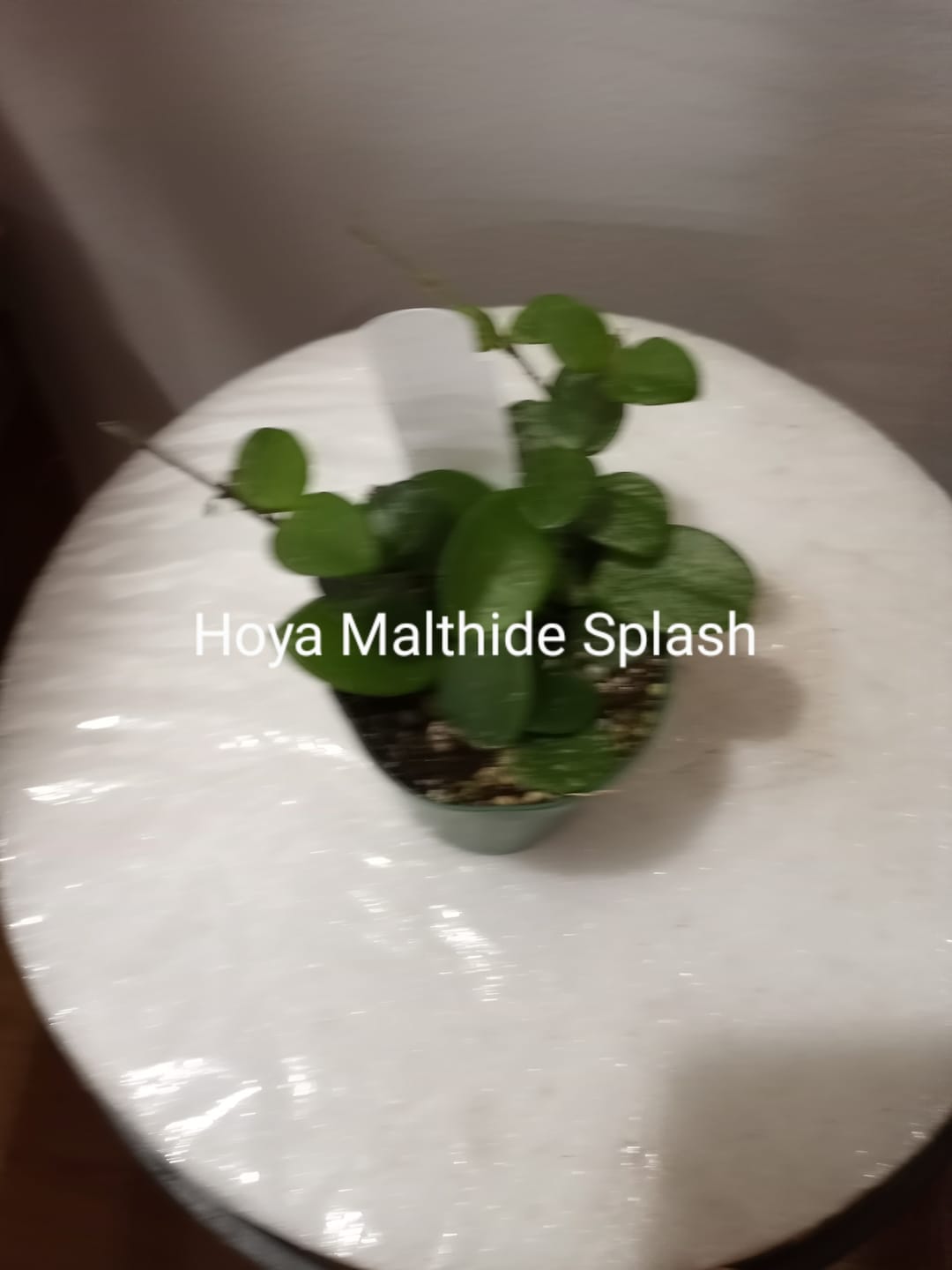 Customer photo review of Hoya 'Mathilde’ ‘Splash’