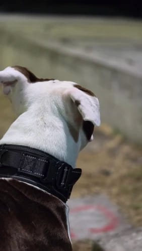 Customer photo review of 2.5" ProGuard Collar