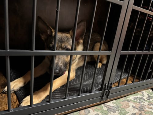 Customer photo review of Metal-Buckle Tactical K9 Dog Collar With Hook & Loop Panel & Top Handle