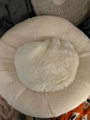 Customer photo review of Marshmallow Pudding Bed