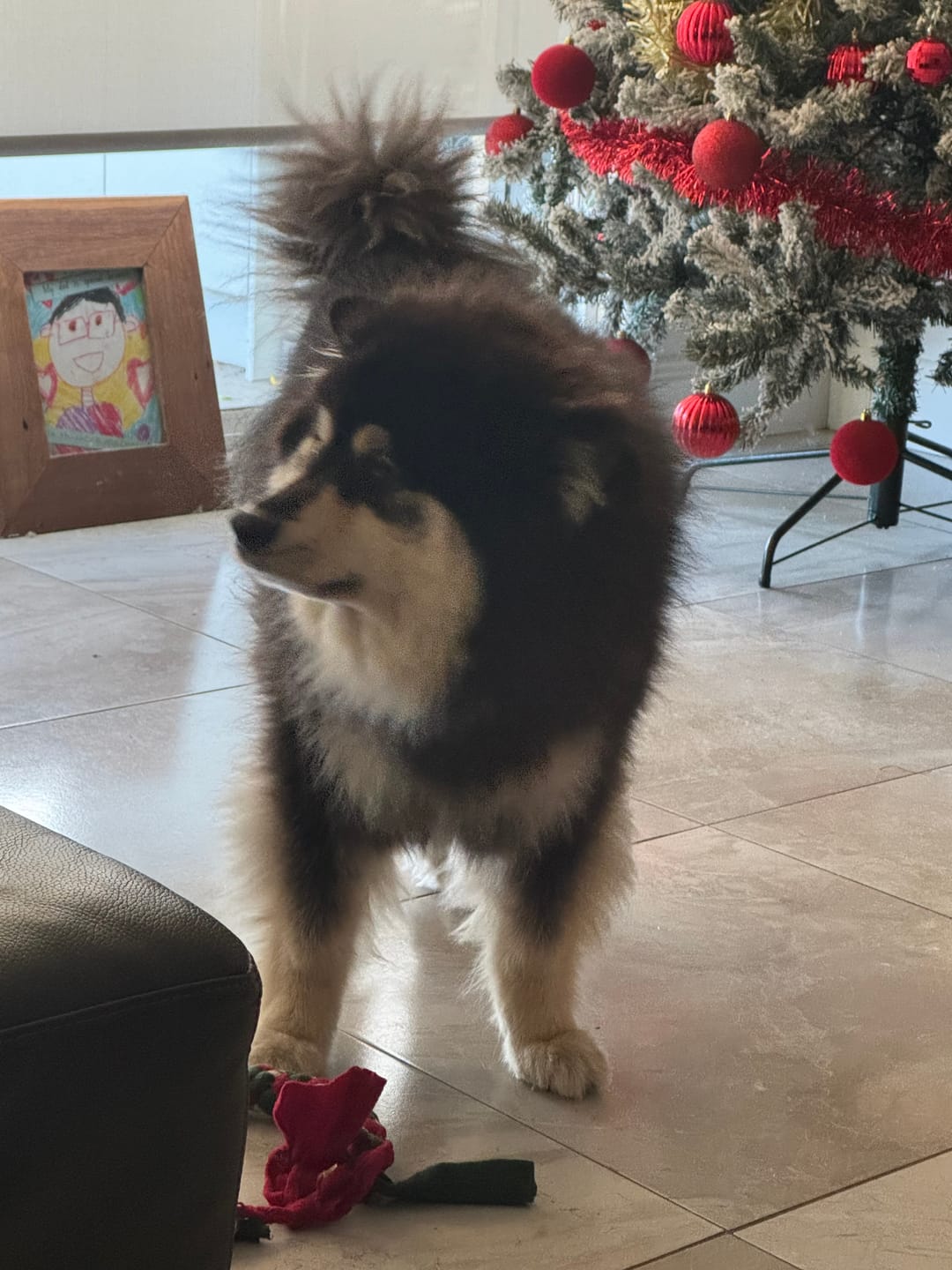Customer photo review of Trio Pack for Dogs