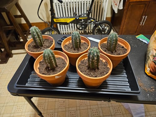 Customer photo review of Trichocereus Peruvianus | Peruvian Torch Cactus