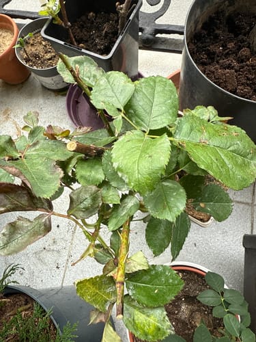 Customer photo review of Fertibono PotaNeem: Concentrado Jabón Potásico y Aceite de Neem Extraído en Frío - 5L+ 1L - Máxima Eficacia y Ahorro en Control de Plagas para Plantas y Huertos