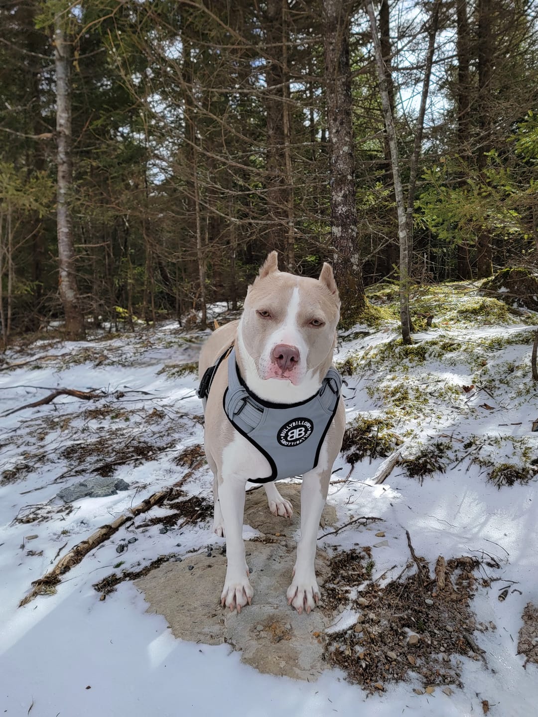 Customer photo review of Comfort Premium Harness | Non Restrictive - Metal Grey