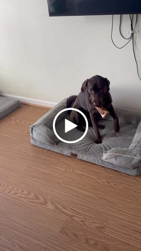 Customer video review of Large Dog Valentine's Day Love Bundle II (4x 5oz Jerky Bags + 4x LARGE Smoked Marrow Bones)