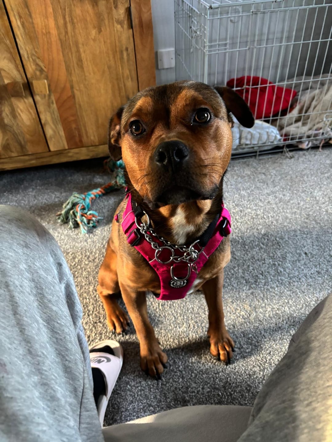 Customer photo review of Air Harness | Anti-Pull & With Handle - Carminerose