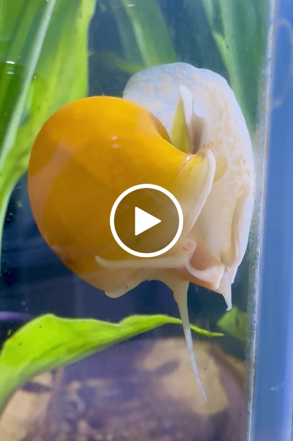Customer video review of Gold Mystery Snail