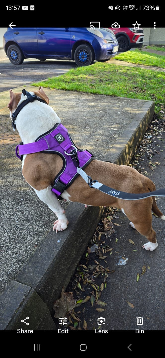 Customer photo review of Comfort Premium Harness | Non Restrictive - Purple