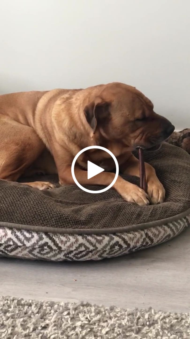 Customer video review of 10-12 Inch Small Collagen Stick