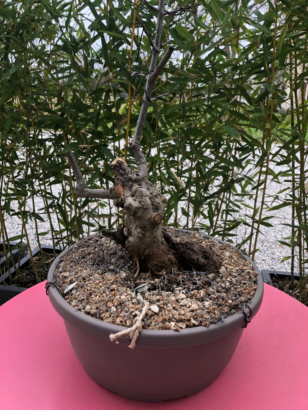 Customer photo review of BASIC CB® (substrato entry level per bonsai)