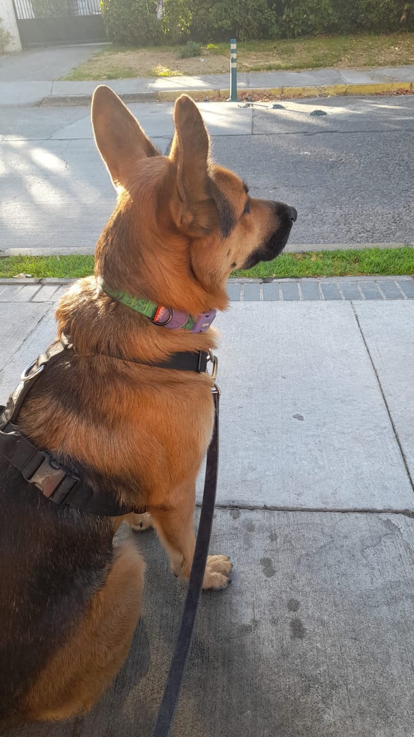 Customer photo review of Arnés Strap para Perros- Street Dogs - Black