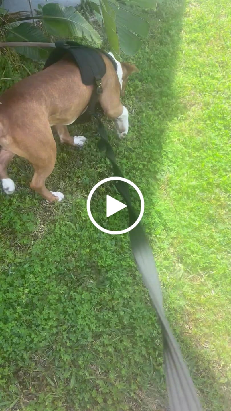 Customer video review of Matching Black 6' Bully Proof Leash