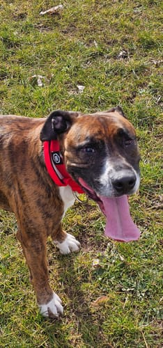 Customer photo review of 4cm Combat® Collar | Handle & Rated Clip - Red