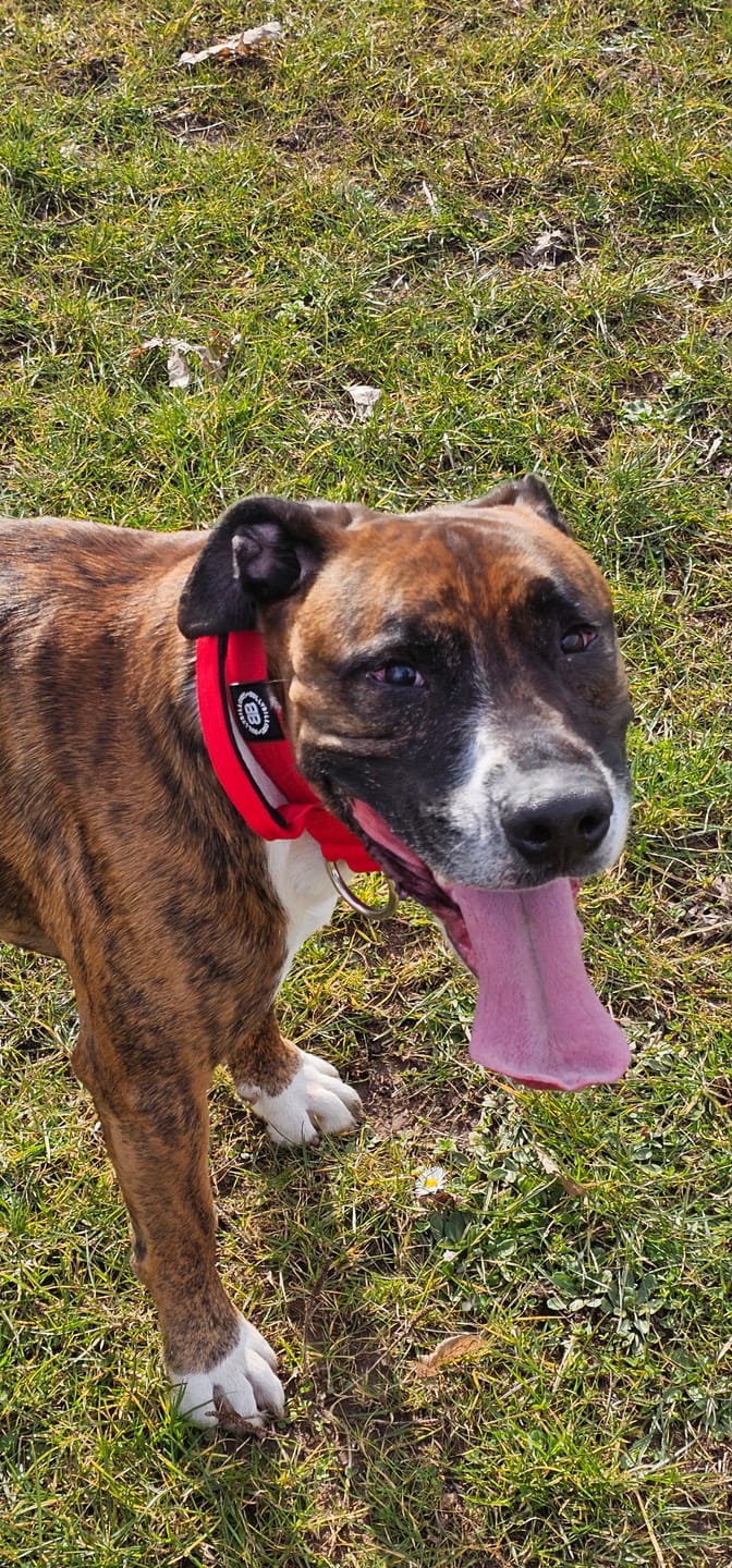 Customer photo review of 4cm Combat® Collar | Handle & Rated Clip - Red