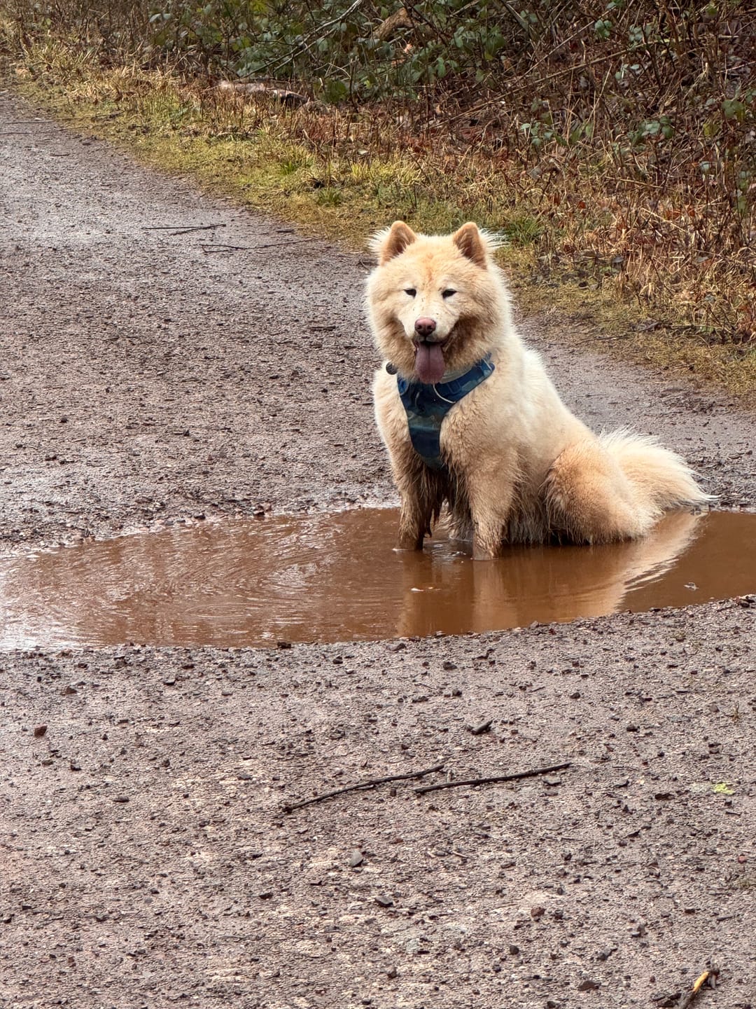 Customer photo review of Luxury Dog Drying Bag