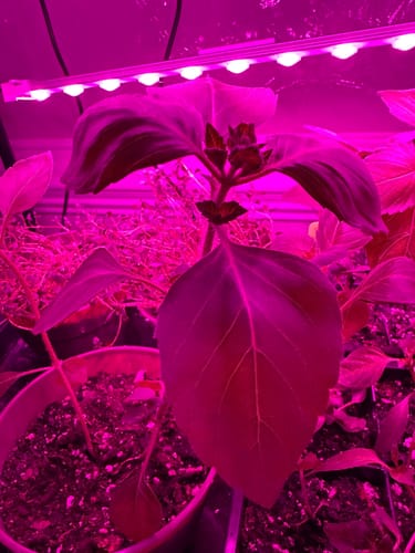 Customer photo review of Tulsi Holy Basil Seeds