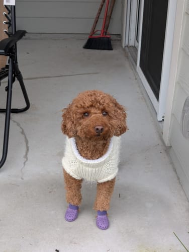 Customer photo review of WagWellies® Mojave