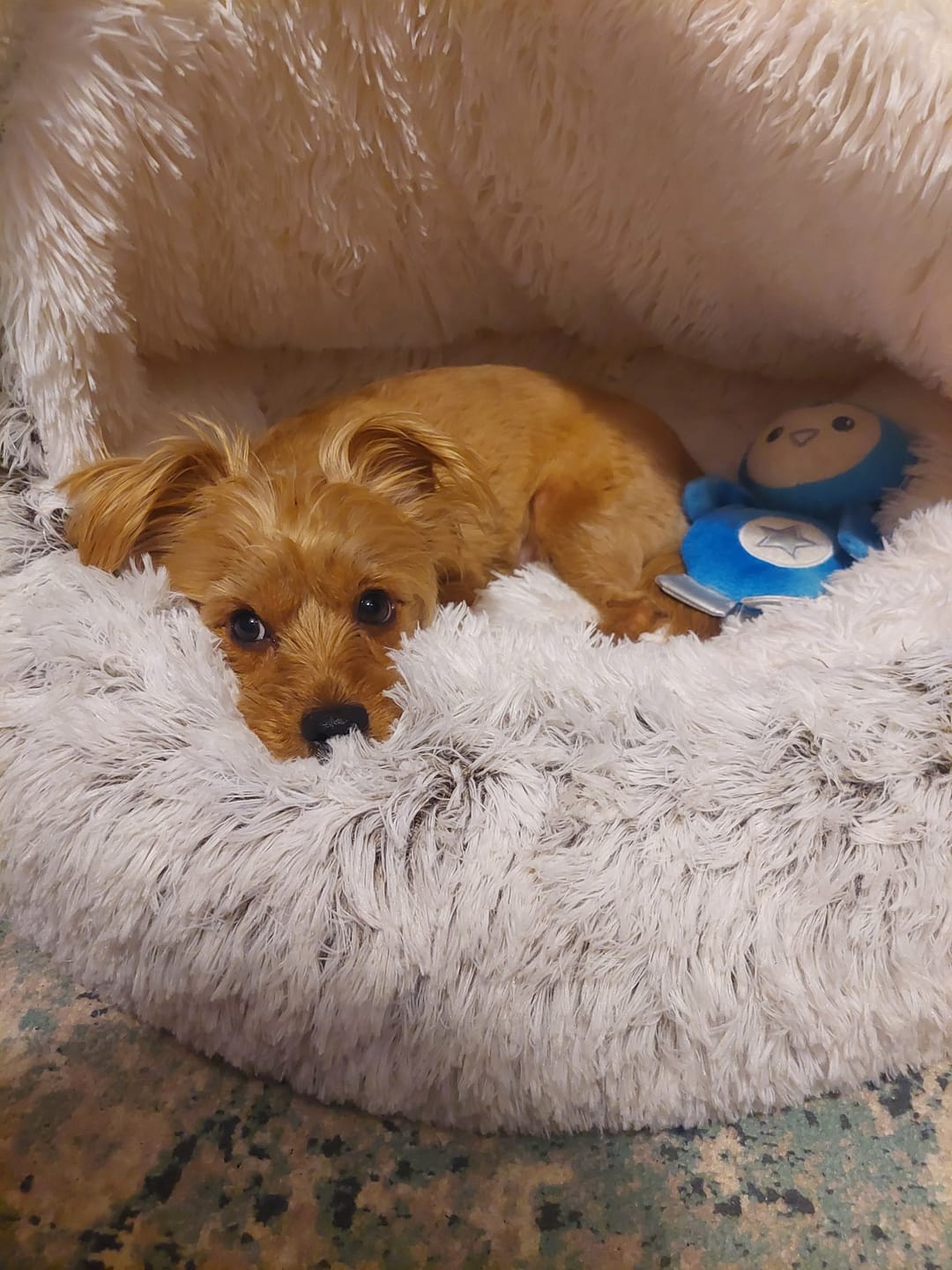 Customer photo review of CozyCave™ peti lemmikeille