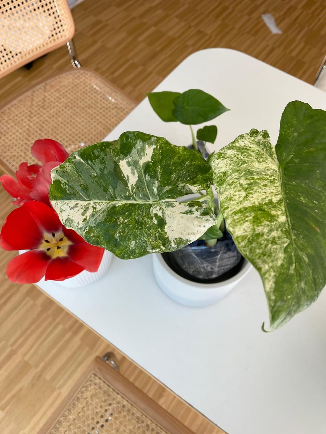 Customer photo review of ALOCASIA MACRORRHIZA SPLASH