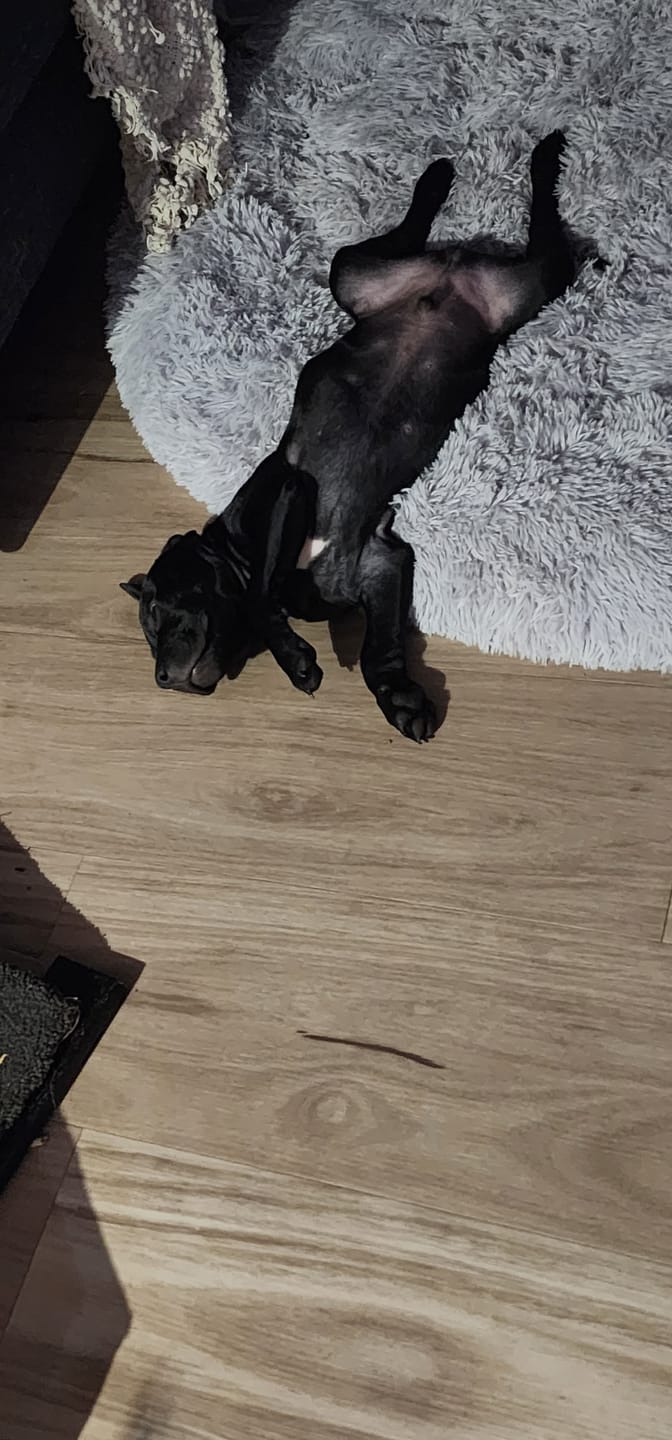 Customer photo review of Super Soft Calming Dog Beds
