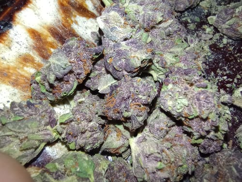 Customer photo review of Trop Cherry - 14 Grams Full Sized Bud - Sativa