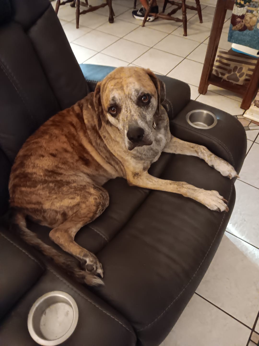 Customer photo review of FurLife Shipping Protection
