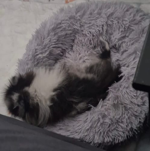 Customer photo review of Puppery Hundebett Wolke 7 - Das Original