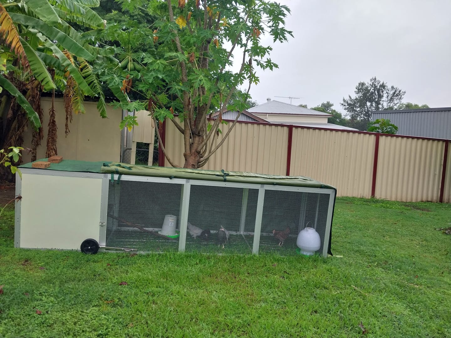 Customer photo review of Canvas Cover for Chicken Coop / Chicken Tractor