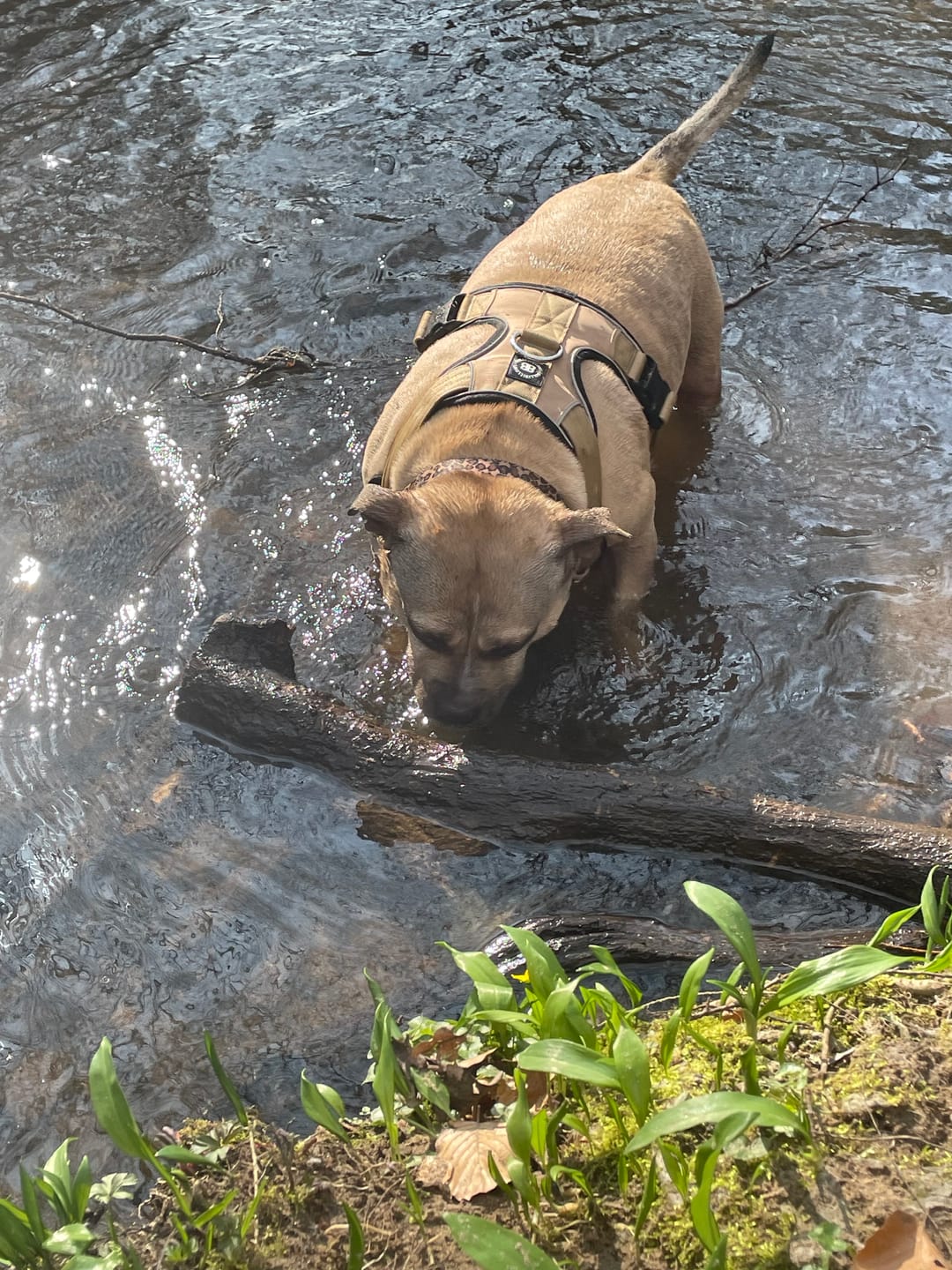 Customer photo review of Comfort Premium Harness | Non Restrictive - Tan