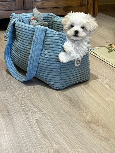 Customer photo review of Seggiolino Auto Cotone Azzurro Righe Strette