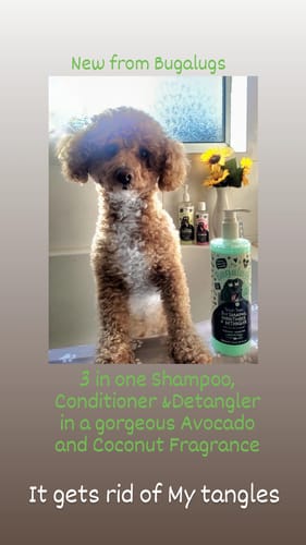 Customer photo review of 3 in 1 Tangle Tame Dog Shampoo, Conditioner & Detangler