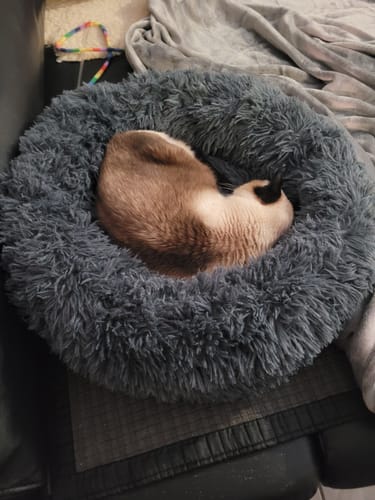 Customer photo review of Puppery Hundebett Wolke 7 - Das Original