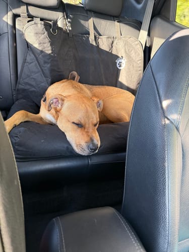 Customer photo review of Car Seat Cover