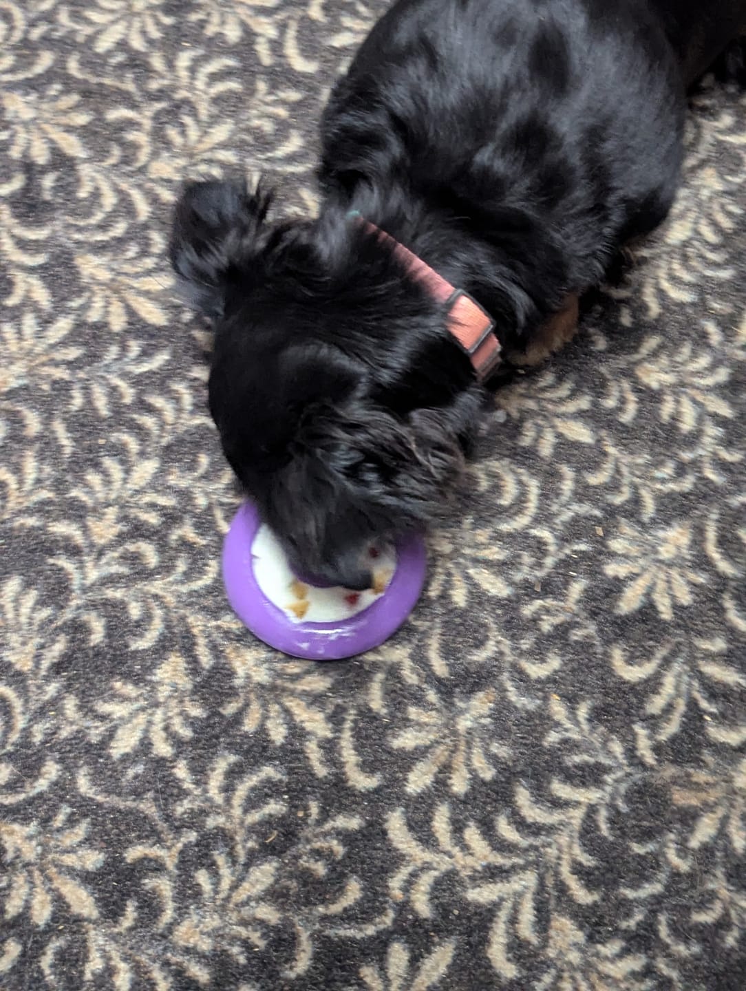 Customer photo review of Freez Doughnut - Super Durable Treat Toy