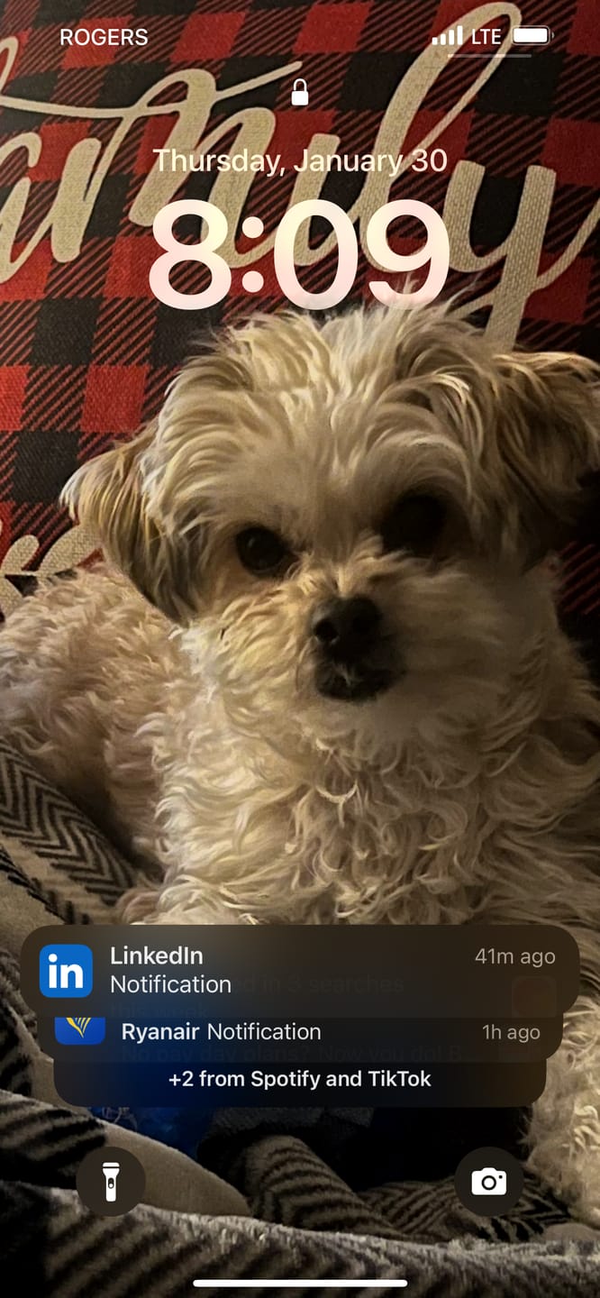 Customer photo review of Stella & Chewy - Dinner Patties Galettes Diner lyophilisées pour chien