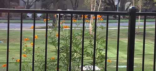 Customer photo review of Diablo Cosmos Seeds