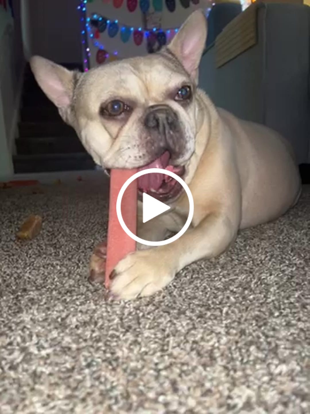 Customer video review of Strawberry Himalayan Yak Chew (MEDIUM)