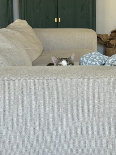 Avis photo d'un client sur Croquettes Chat Stérilisé Sans Céréales - Saumon