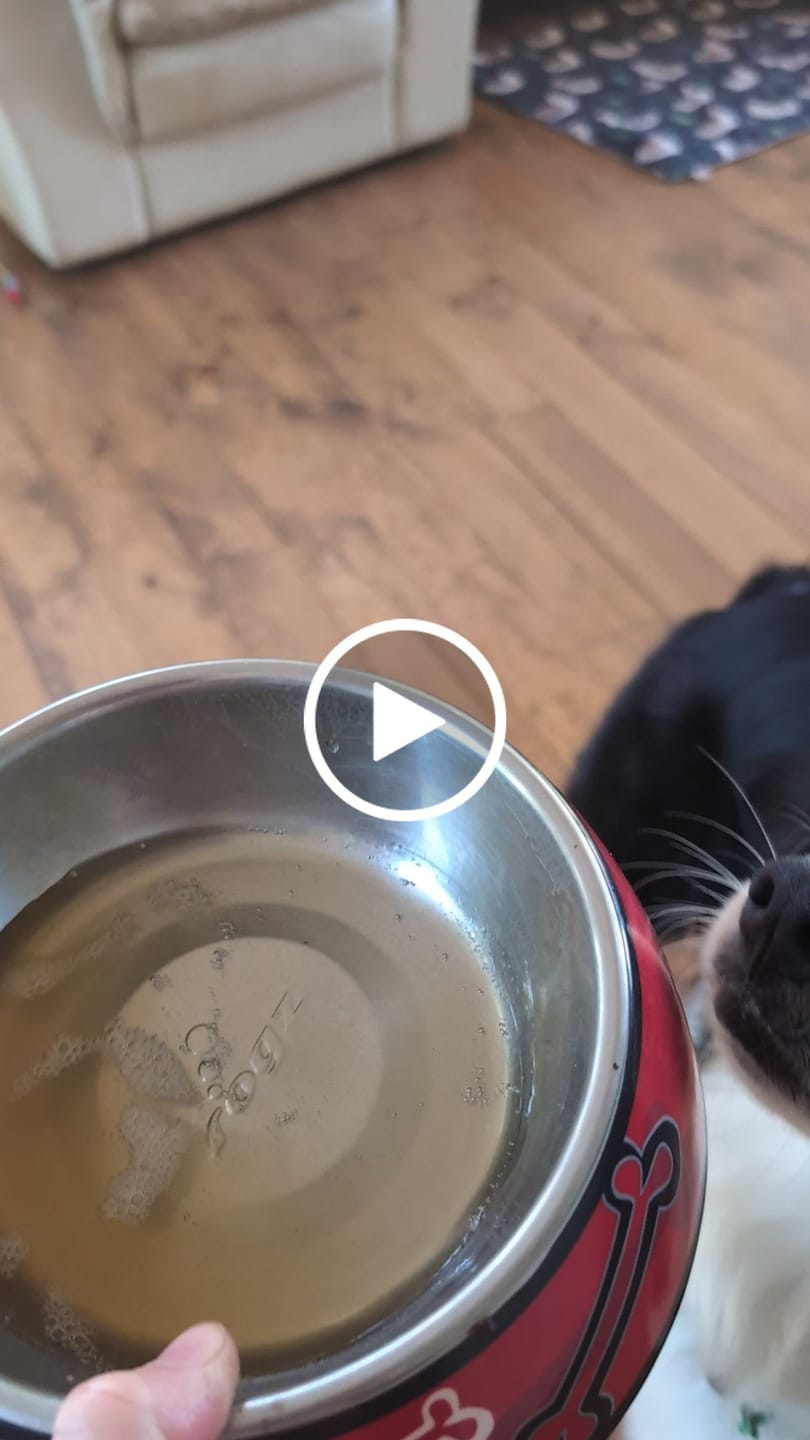 Customer video review of Bone Broth for Dogs & Cats