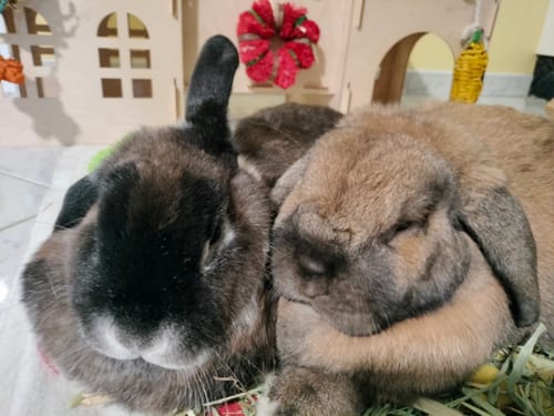 Customer photo review of Shipping Protection