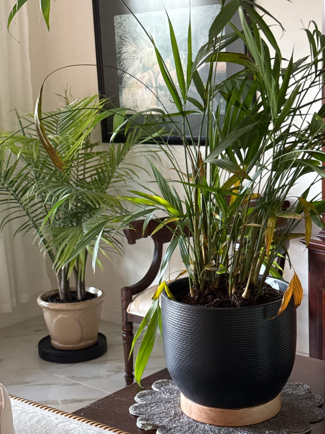Customer photo review of Cat Palm, Live Tropical Plant Indoor