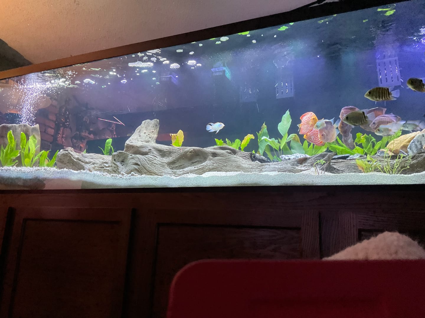 Customer photo review of FritzZyme 7 Freshwater Live Bacteria
