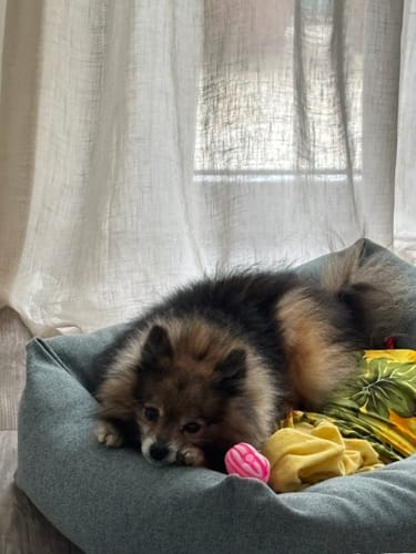 Customer photo review of Divanetto Cotone Urban Azzurro Polvere